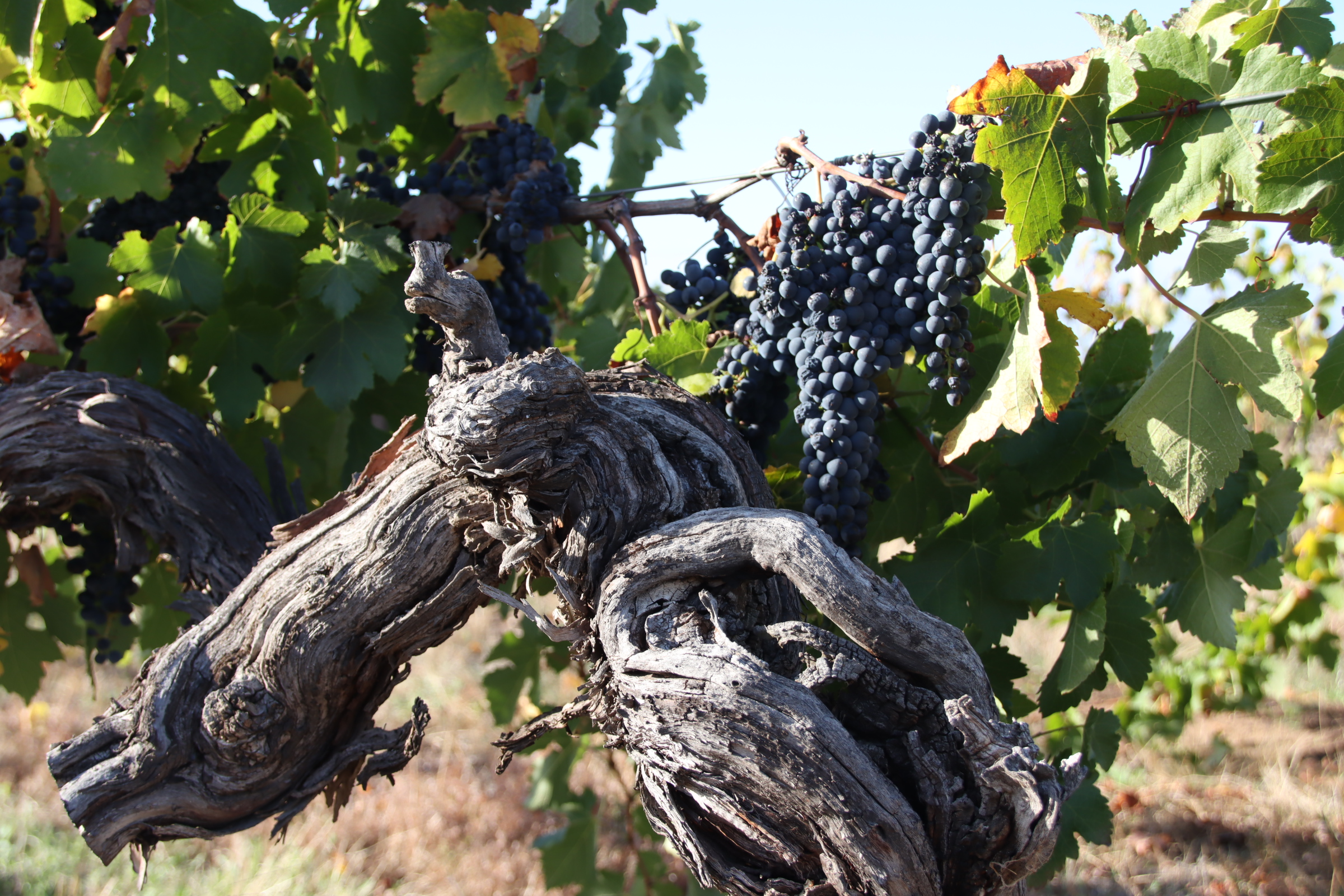 When the Valley Held