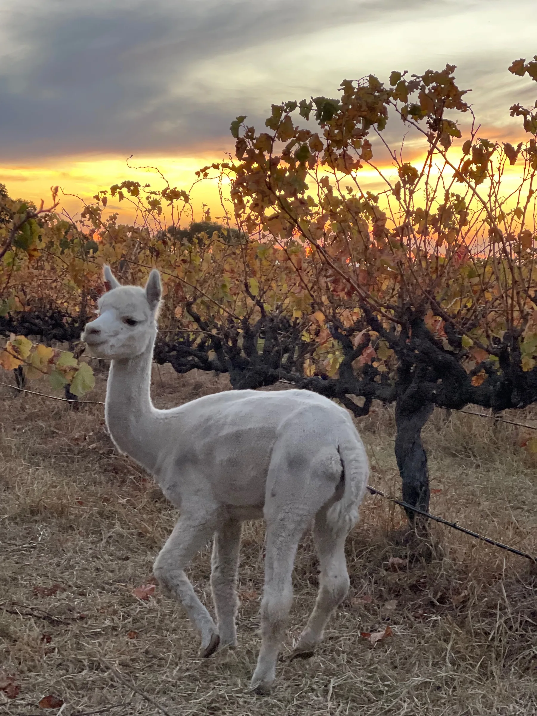 Sellicks Chills Vineyard Retreats - The Elephant Door — photo 9