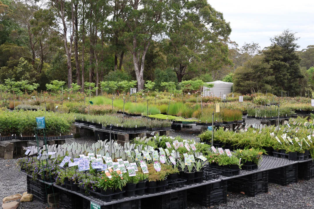 Wariapendi Nursery