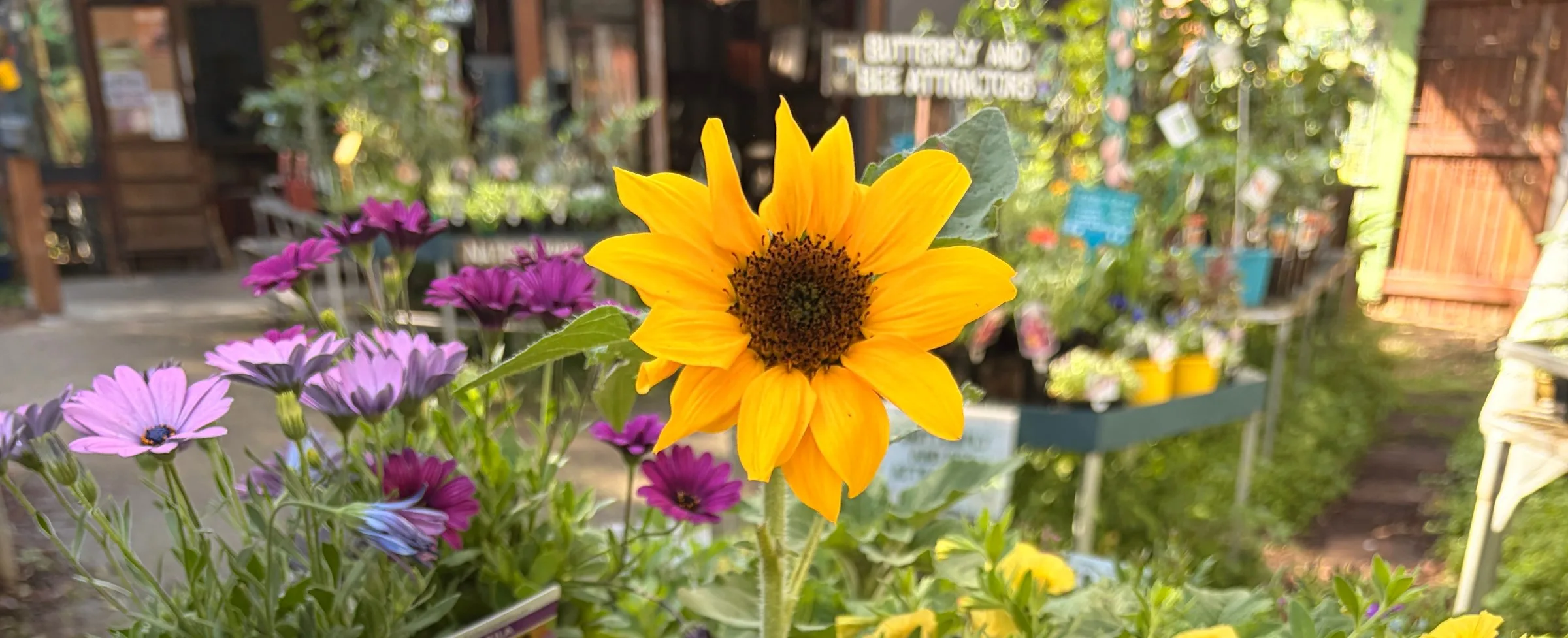 City Farm Nursery