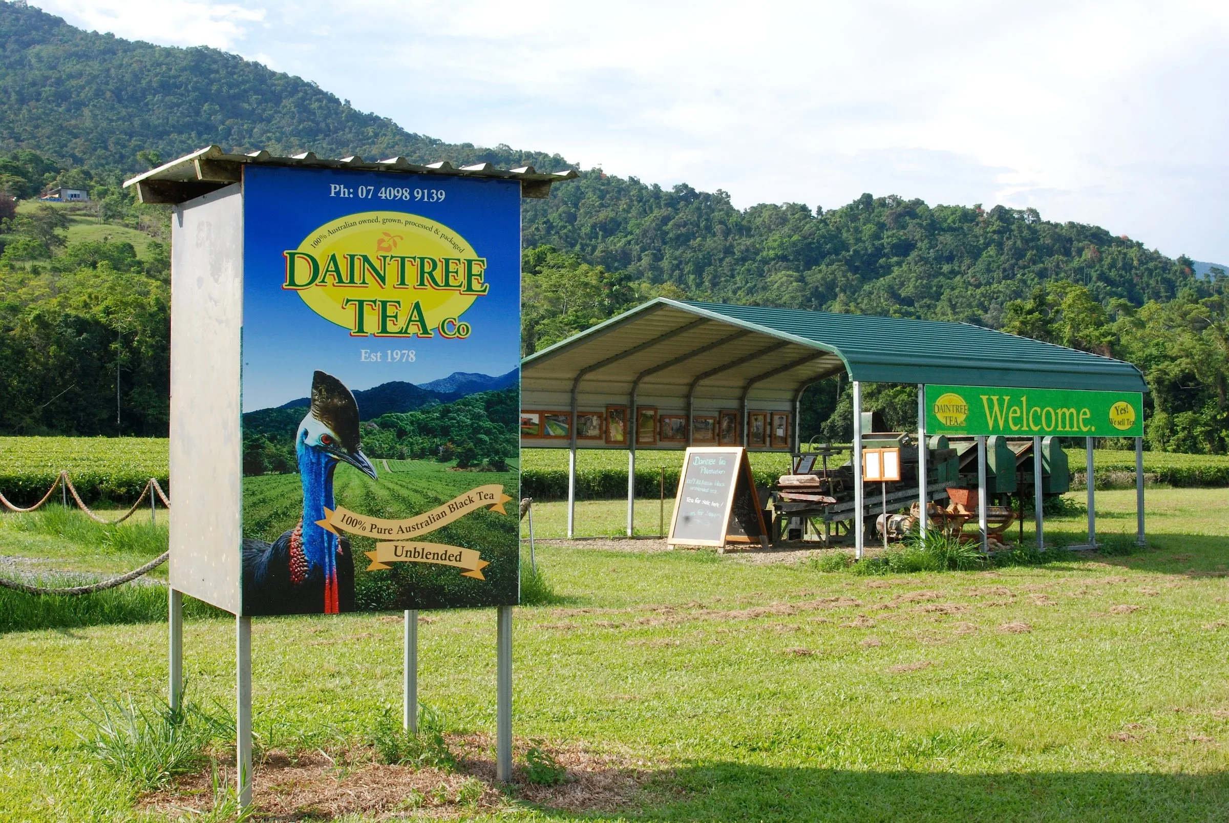 Daintree Tea Co.